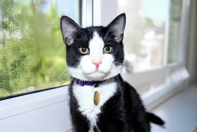 Milo - Male - Domestic SH