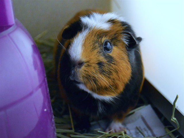 Irwin - Female - Guinea Pig