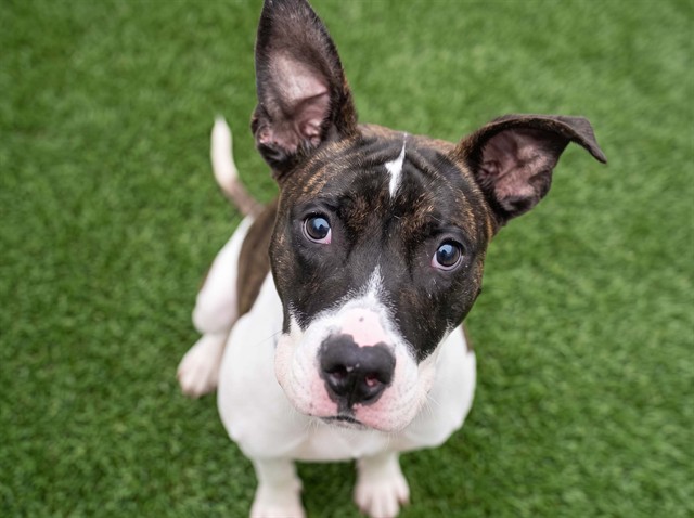 Bruno - Male - Pit Bull-Mix