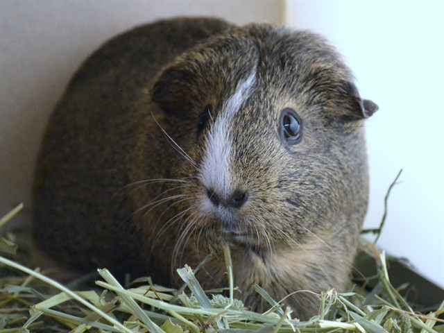 Cee Cee - Female - Guinea Pig
