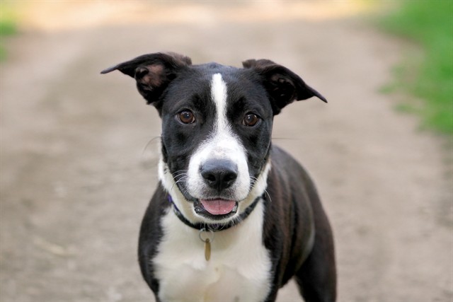 Theodore - Male - Nonspecific