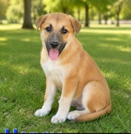 Honey - Female - Nonspecific