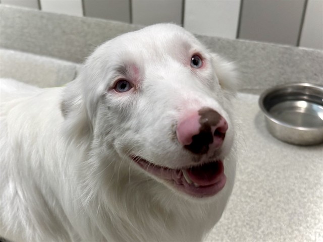 Beowulf - Male - Australian Shepherd