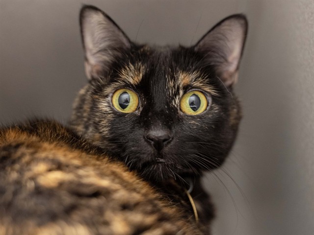 Poe - Female - Domestic SH
