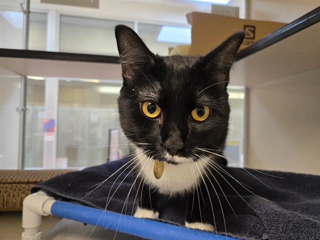 Butters - Male - Domestic SH