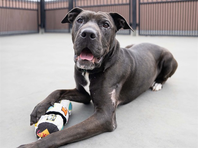 Nyx - Female - Pit Bull-Mix