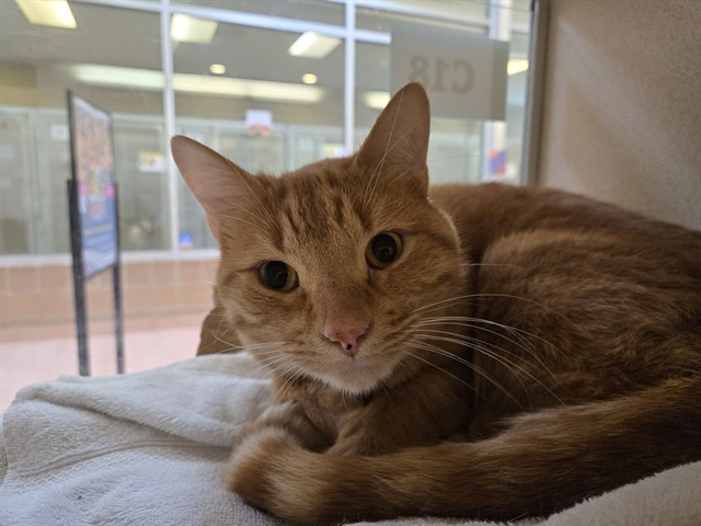 Cheeto - Male - Domestic SH
