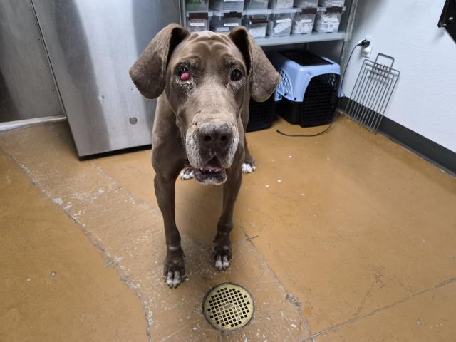  - Female - Great Dane-Mix