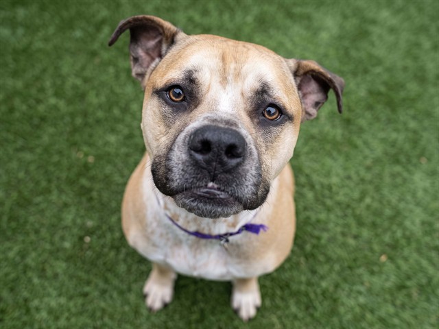 Aldo - Male - Pit Bull-Chow