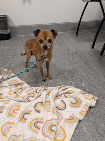 Lightbulb - Male - Chihuahua-Mix