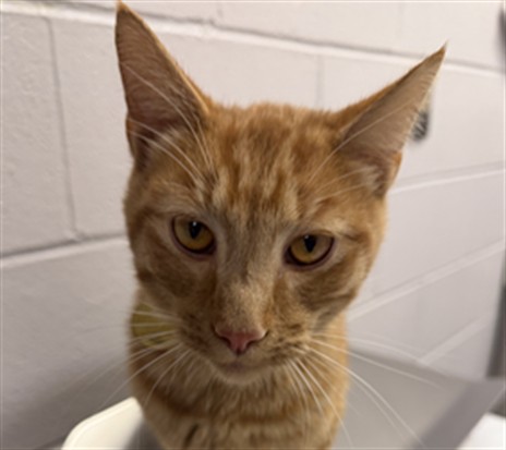 Pebbles - Male - Domestic SH