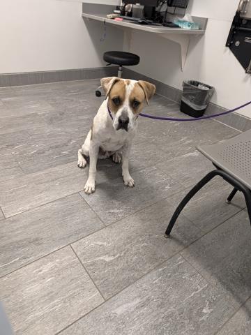 Pie - Male - Pit Bull-Mix