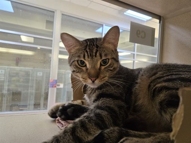Purdy - Male - Domestic SH