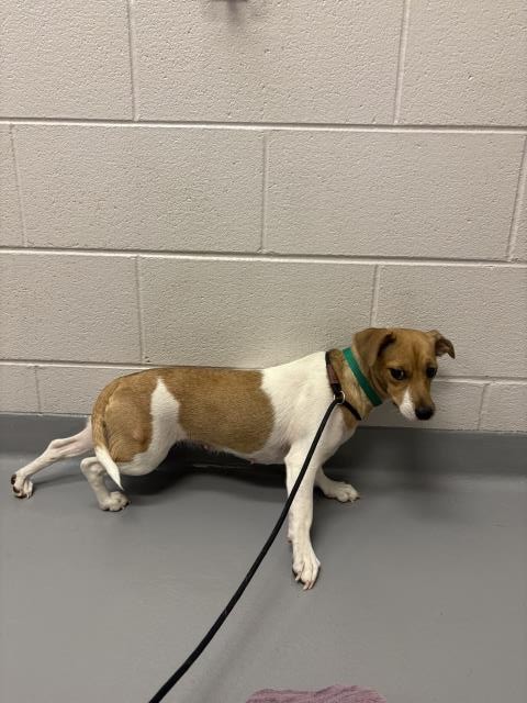  - Female - Chihuahua-Miniature Dachshund