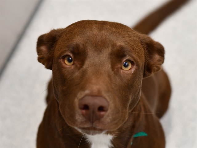 Chocolata - Female - Pit Bull-Labrador Retriever
