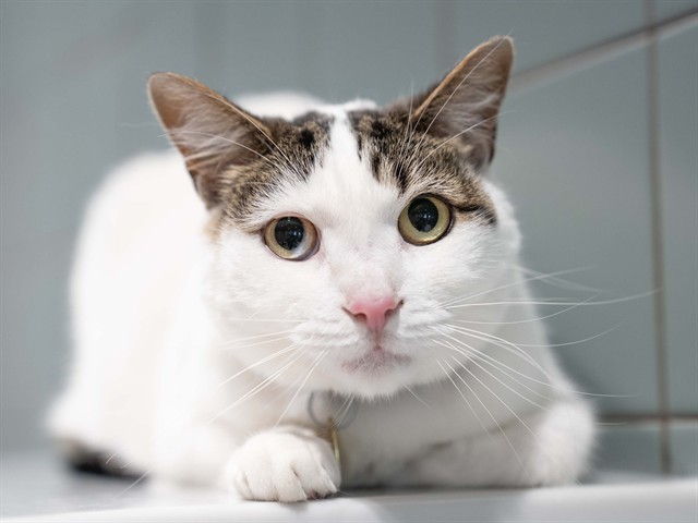 Leo - Male - Domestic SH