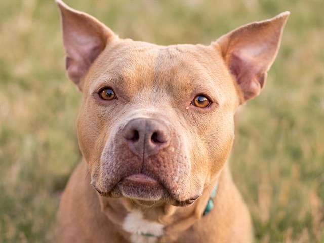 Truffle - Female - Pit Bull