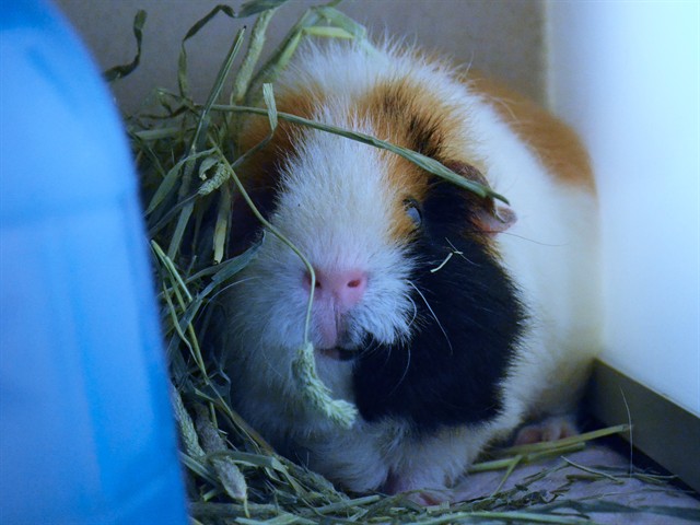 Kasey - Female - Guinea Pig