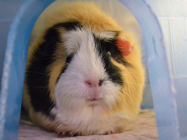 Mochi - Female - Guinea Pig