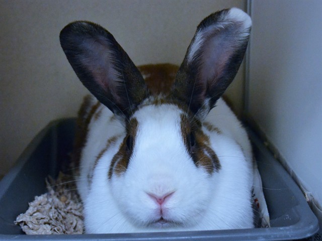 Bundt Bunny - Female - Rex-Giant Lop