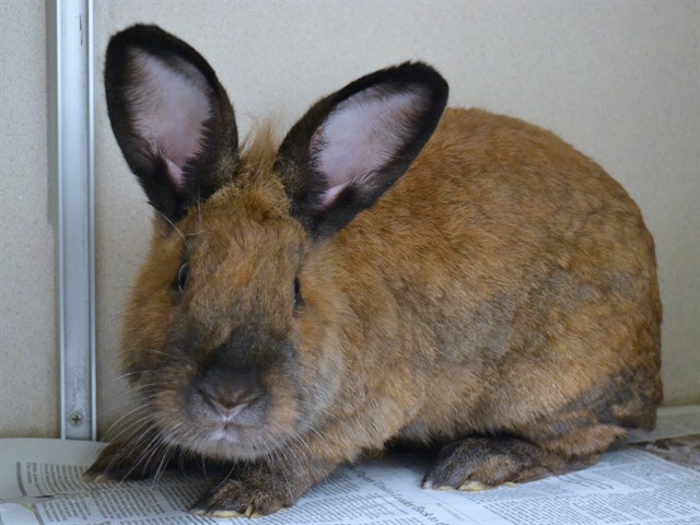 Amy - Female - Lionhead-Giant Lop