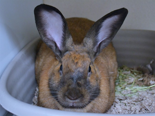 Ruby Doo - Female - Lionhead-Giant Lop