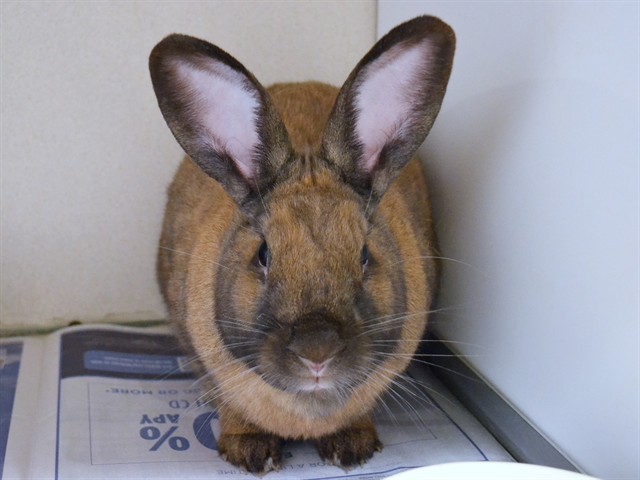 Kiki - Female - Rex-Giant Lop