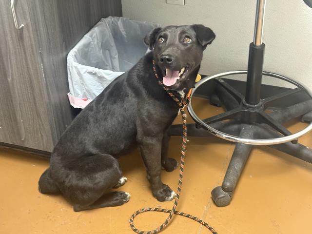  - Female - Pit Bull
