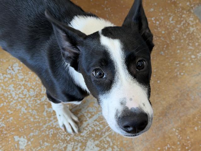 Ricky Rumpus - Male - Border Collie-Mix