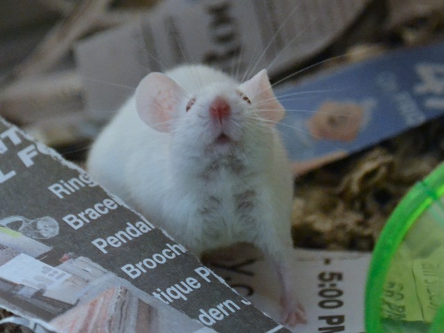 Snorckle - Female - Mouse