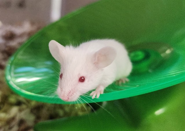 Chick Gandil - Male - Mouse