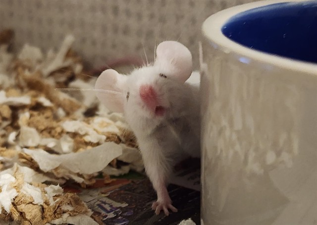 Swede Risberg - Male - Mouse