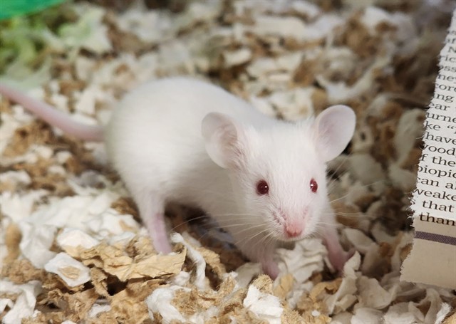 Happy Felsch - Male - Mouse