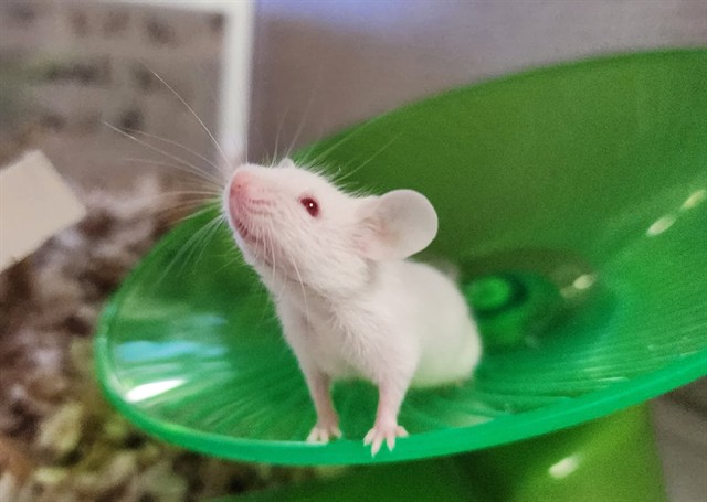 Buck Weaver - Male - Mouse