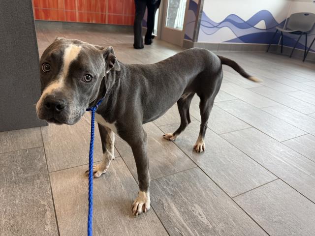  - Male - Pit Bull