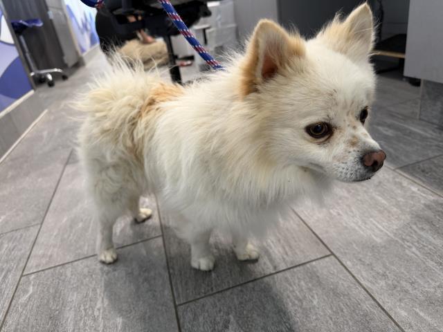  - Male - Pomeranian