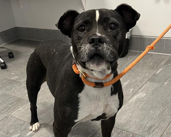  - Female - Pit Bull