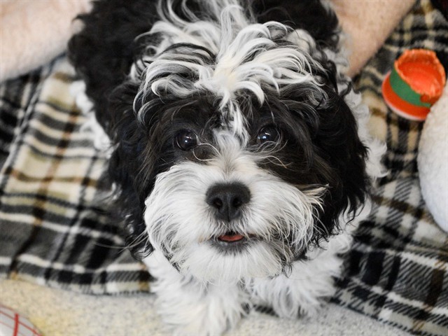 Wesley - Male - Shih Tzu-Mix