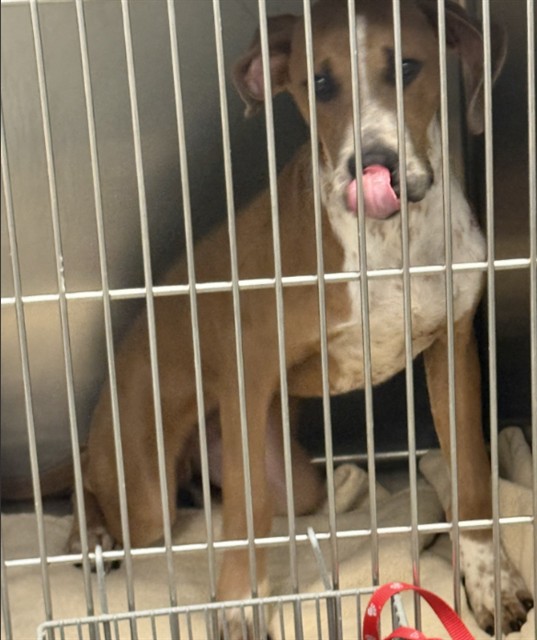 Mater - Male - Pit Bull-Mix