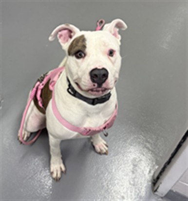  - Female - Pit Bull