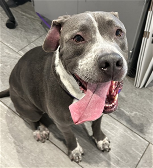 - Male - Pit Bull