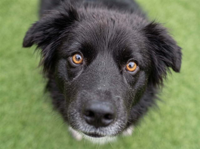 Enzo - Male - Border Collie-Mix