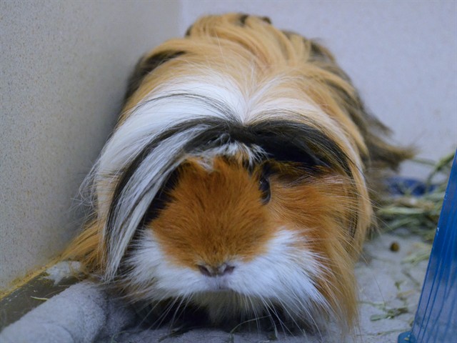 Millicent - Female - Guinea Pig