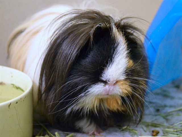 Vera - Female - Guinea Pig