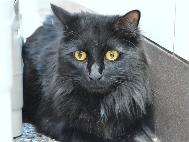 Cocoa - Male - Domestic LH