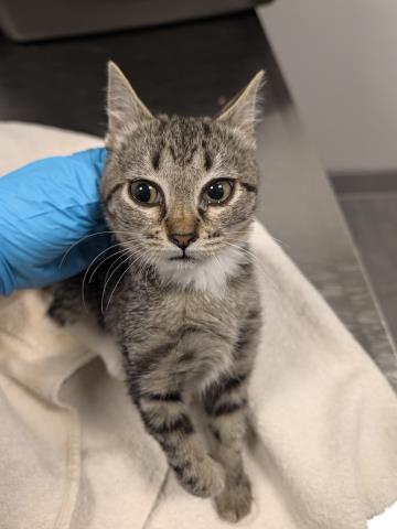 Pandora - Female - Domestic SH
