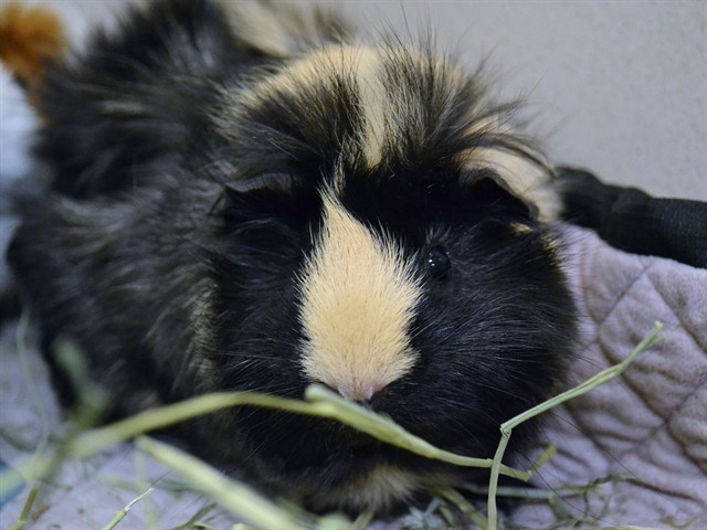 Belle - Female - Guinea Pig