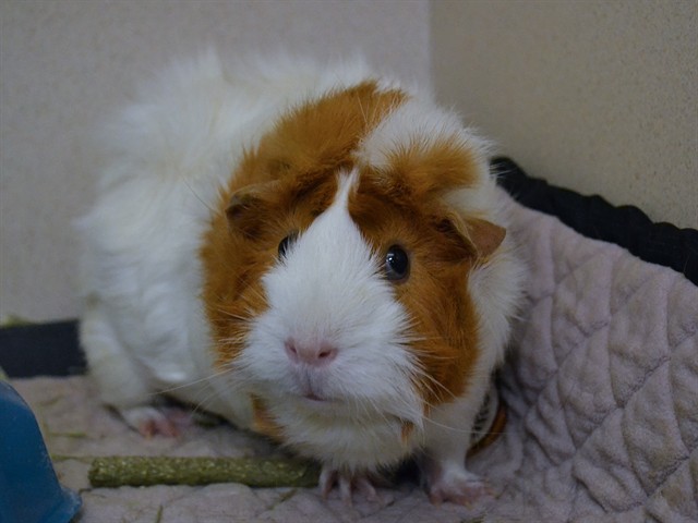 Lilo - Female - Guinea Pig