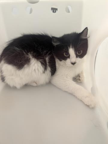 Enchanted - Female - Domestic MH