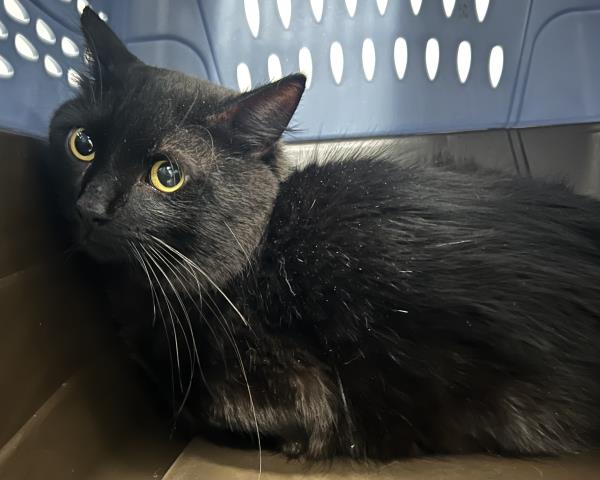  - Male - Domestic MH